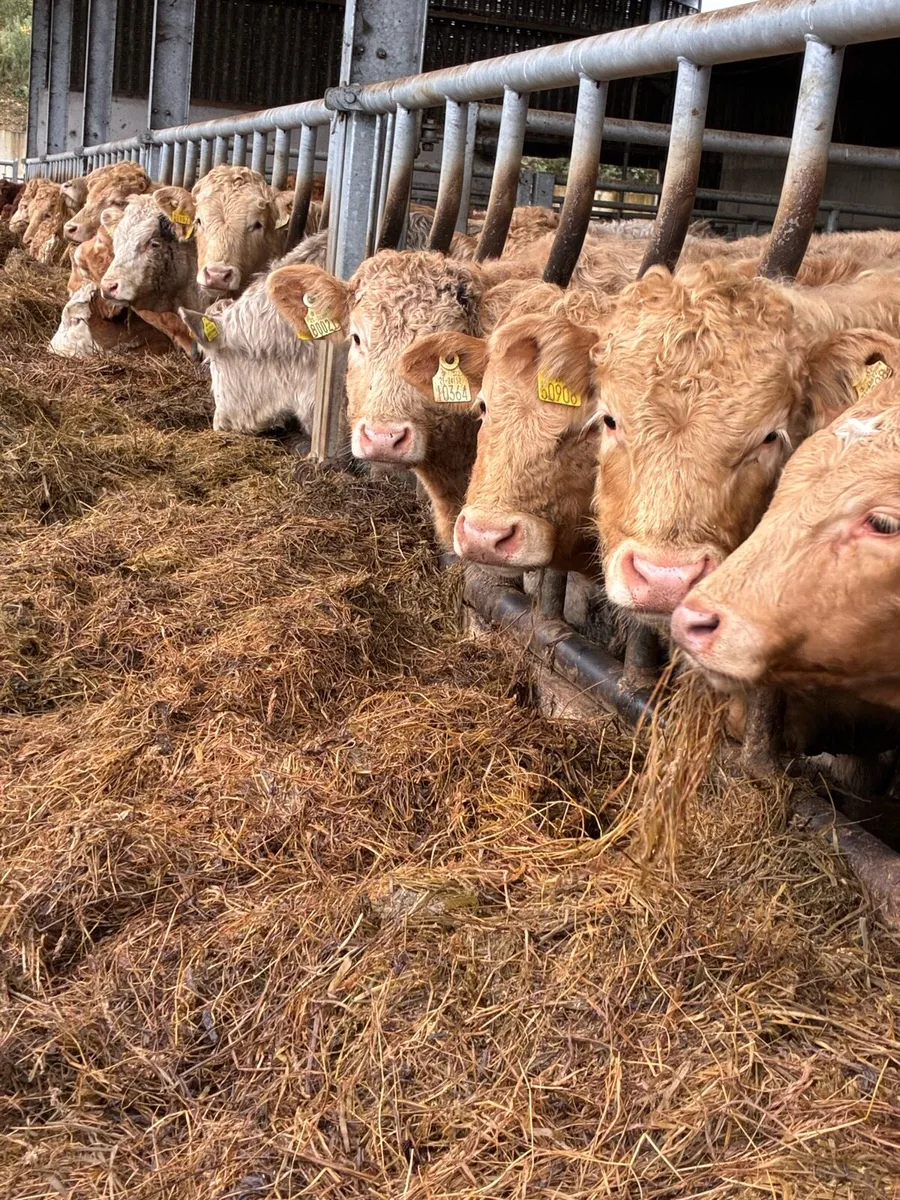 SUPER QUALITY CH BULL WEANLINGS - Image 3