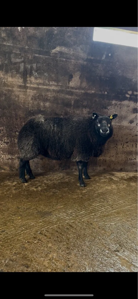 Blue texel x badger face ewe - Image 1