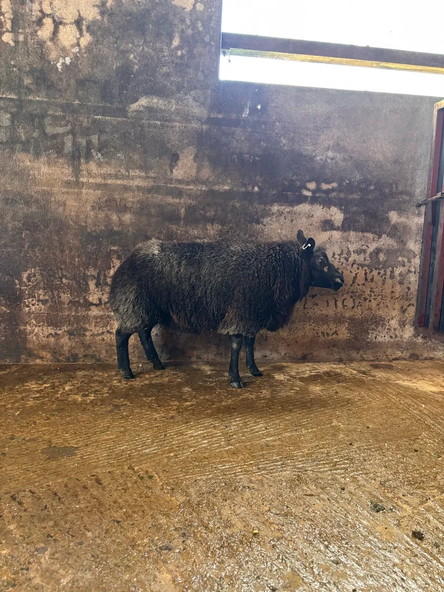 Blue texel x badger face ewe - Image 2