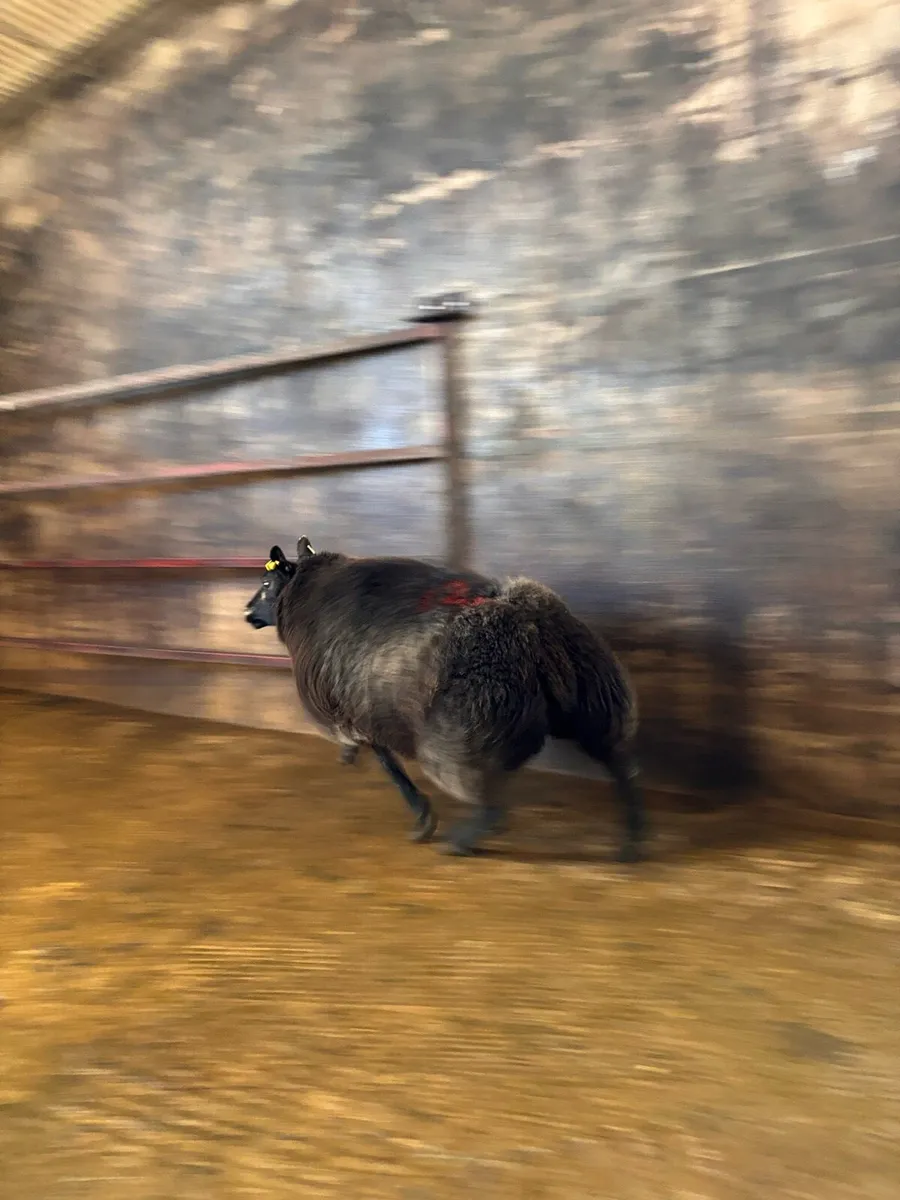 Blue texel x badger face ewe - Image 3