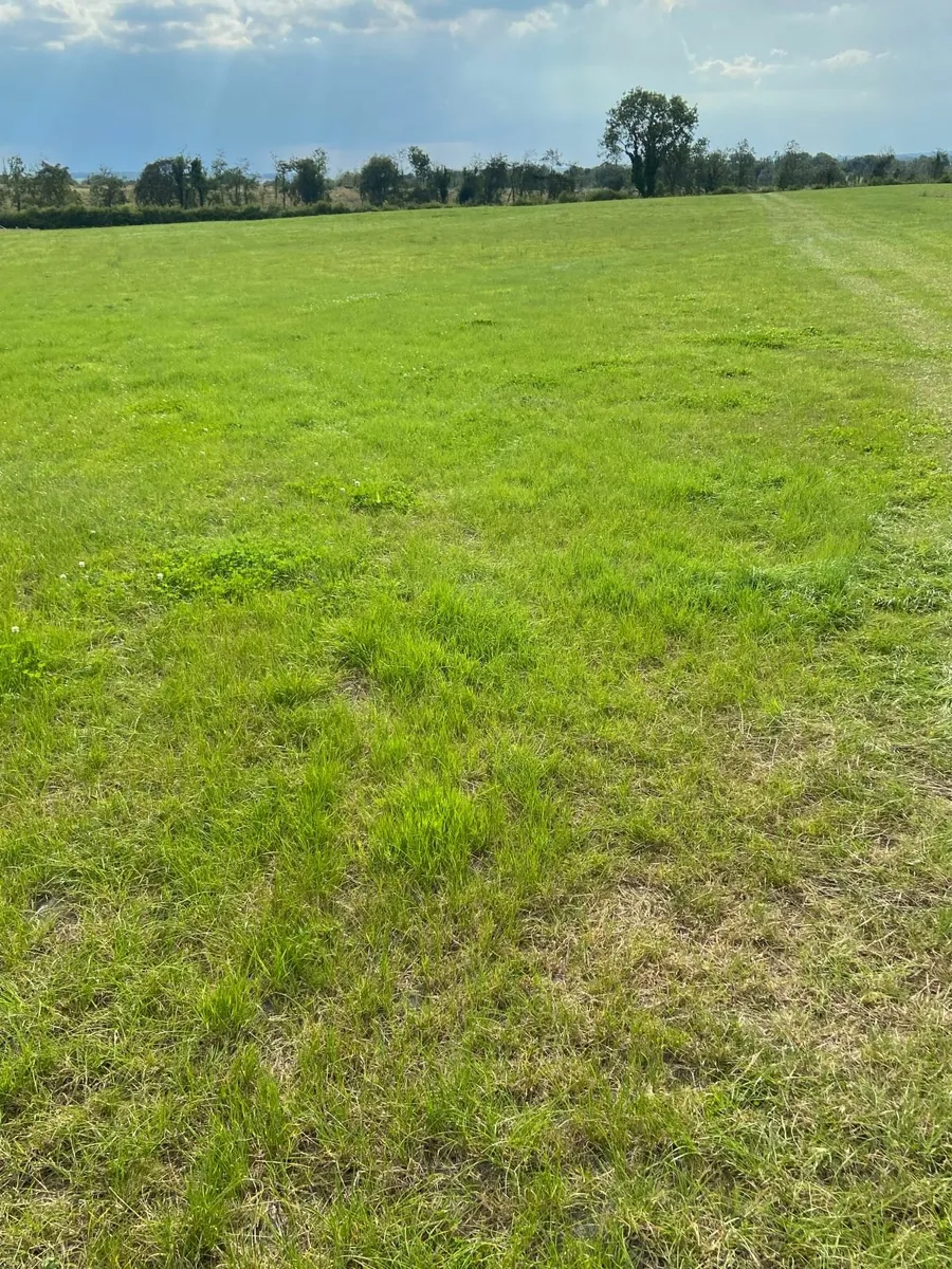Top Quality Bales of Silage off Reseeded Land - Image 3