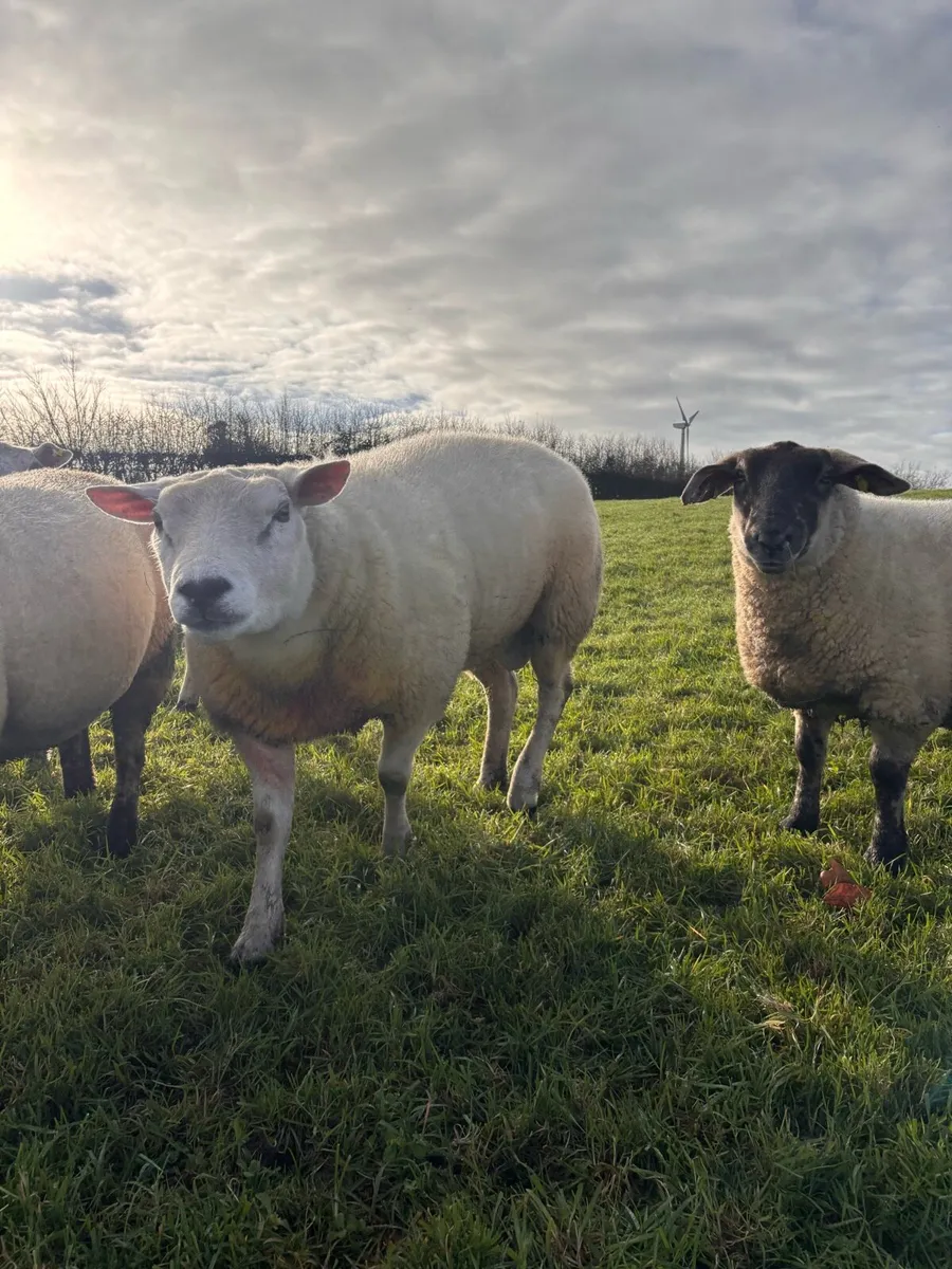Blue texel x badger face ewe - Image 4