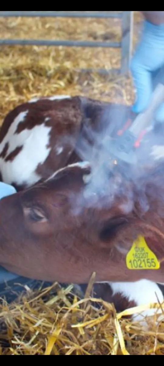 Calf Dis-Budding - Image 1