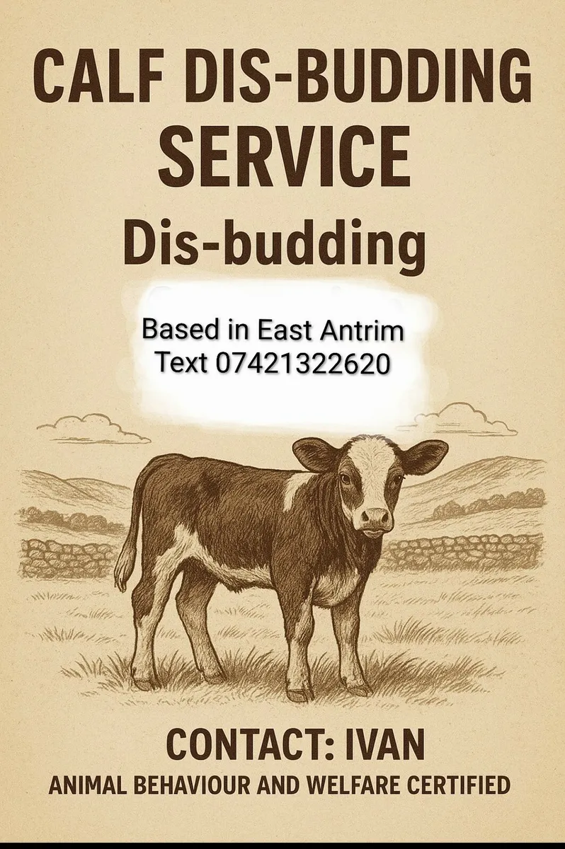 Calf Dis-Budding - Image 2