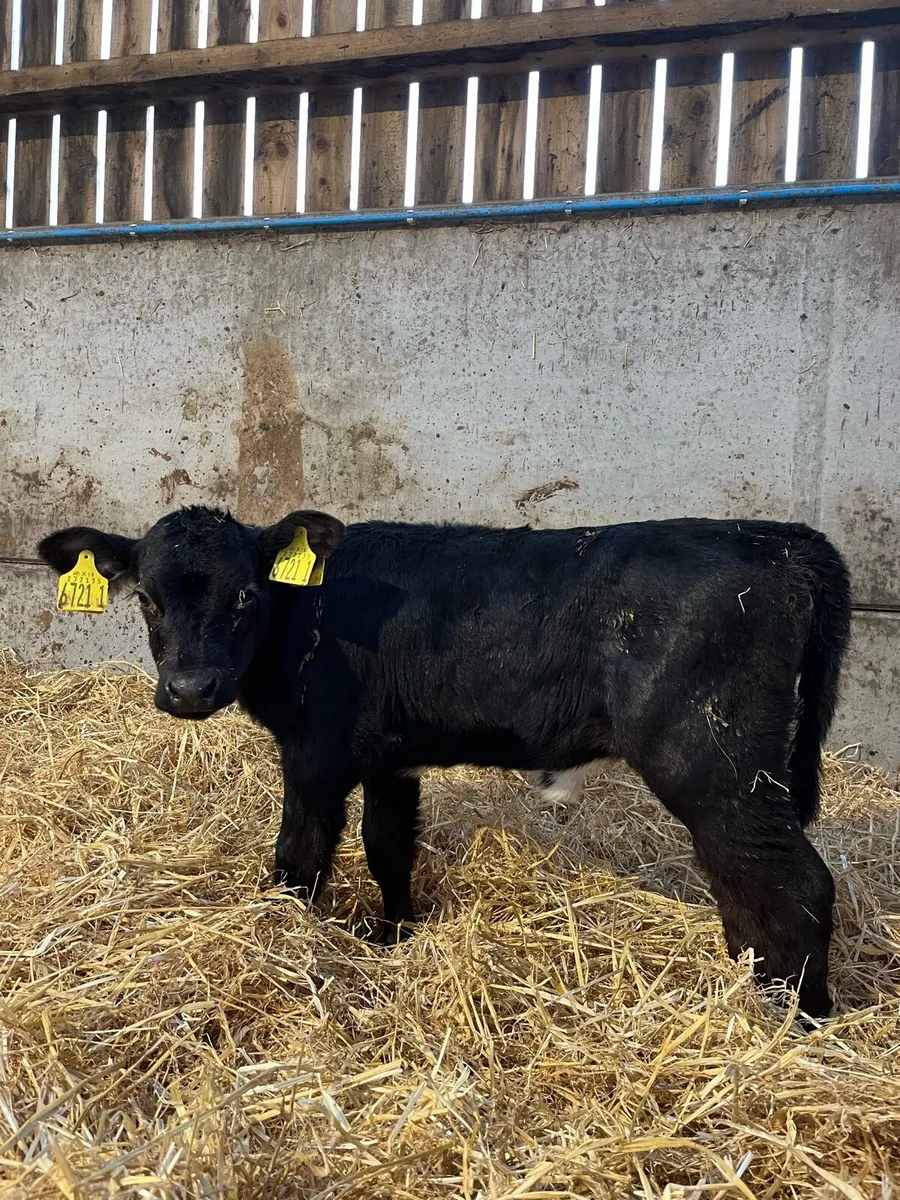 3 Angus Heifers - Image 1