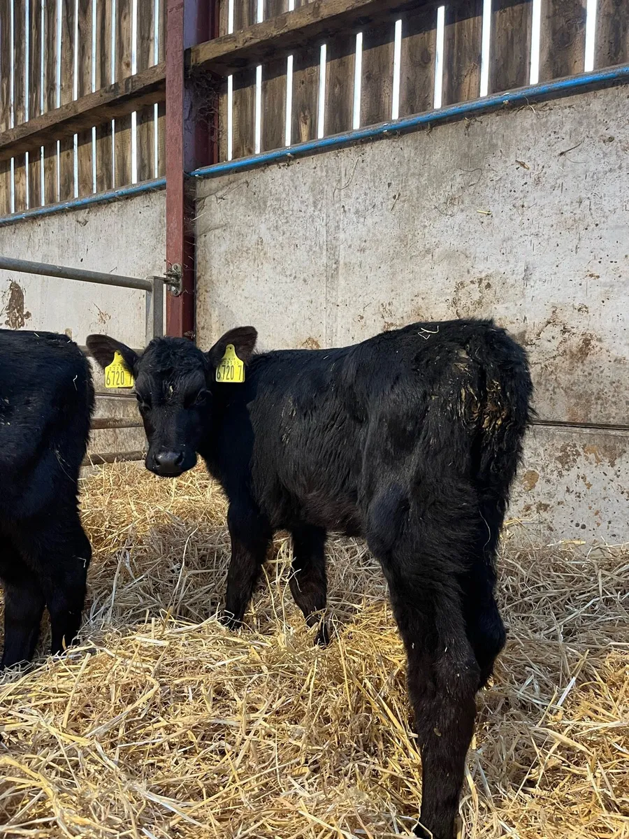 3 Angus Heifers - Image 2