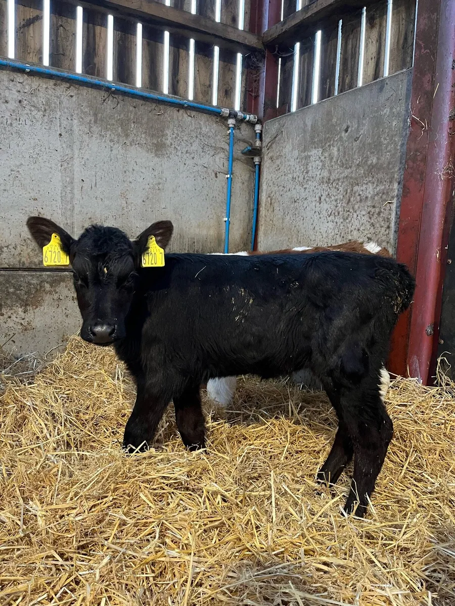 3 Angus Heifers - Image 3