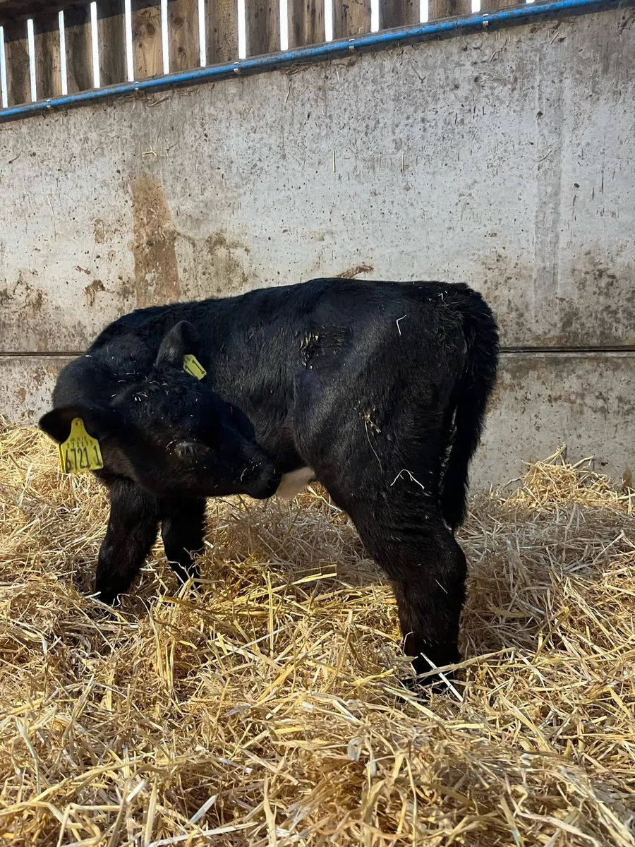 3 Angus Heifers - Image 4