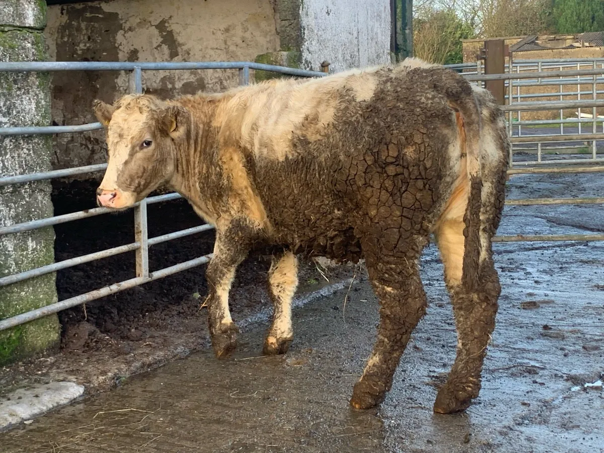 2 incalf suckler cows - Image 1