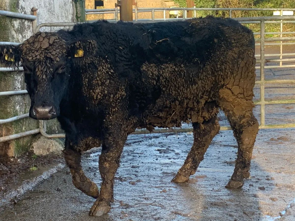 2 incalf suckler cows - Image 2