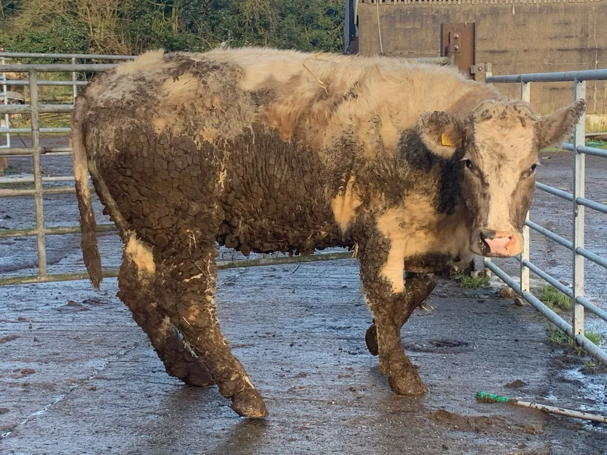 2 incalf suckler cows - Image 3