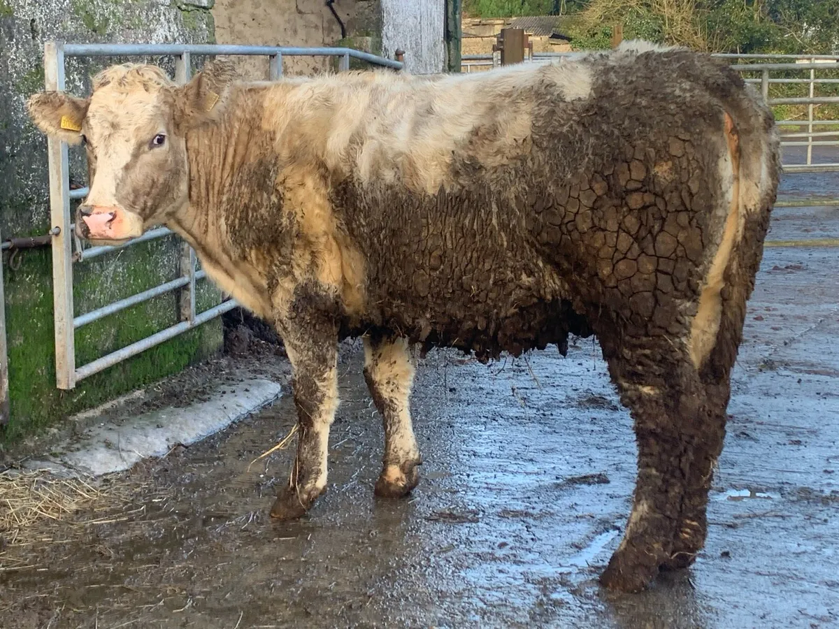 2 incalf suckler cows - Image 4