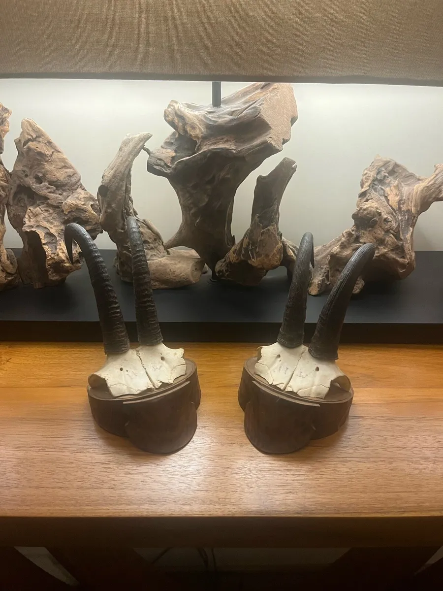 Antique Pair Alpine Chamois Taxidermy Mounts - Image 1
