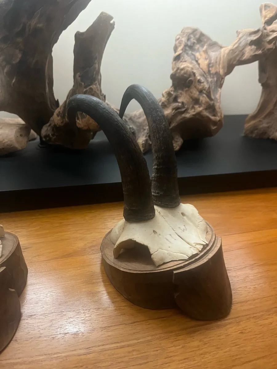 Antique Pair Alpine Chamois Taxidermy Mounts - Image 2