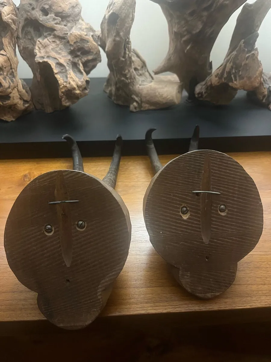 Antique Pair Alpine Chamois Taxidermy Mounts - Image 4