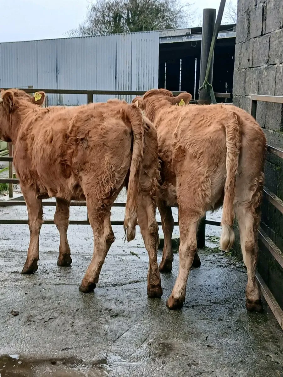 2 in calf heifers - Image 1
