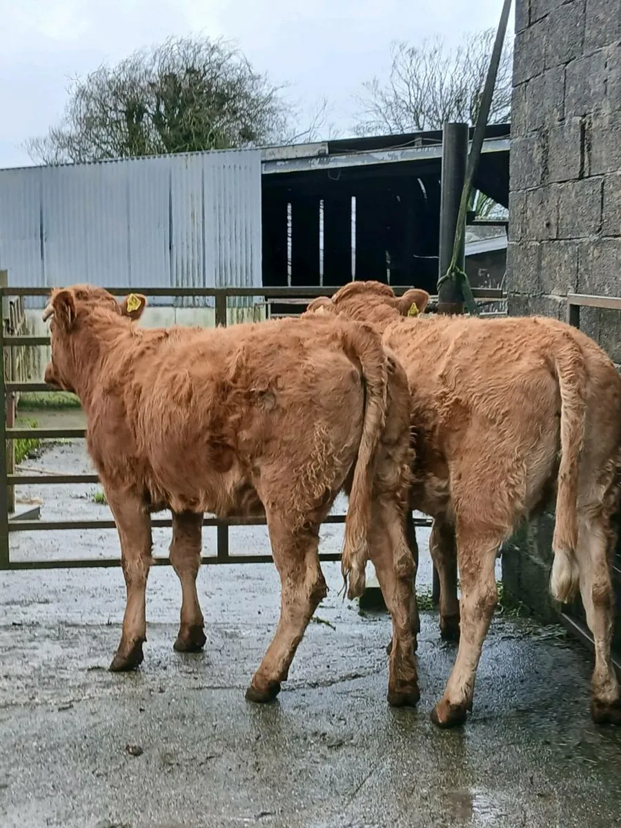 2 in calf heifers - Image 2