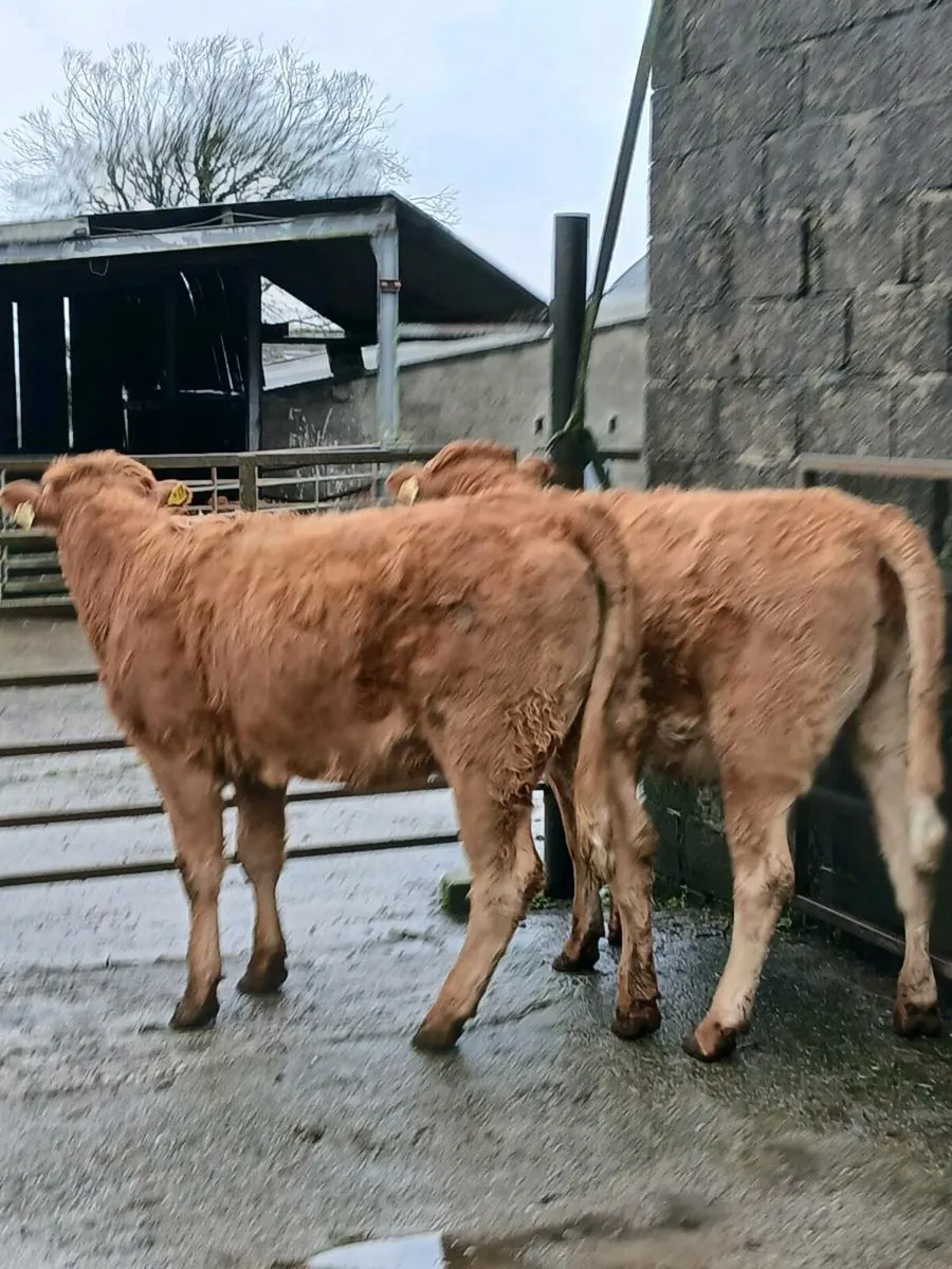 2 in calf heifers - Image 3
