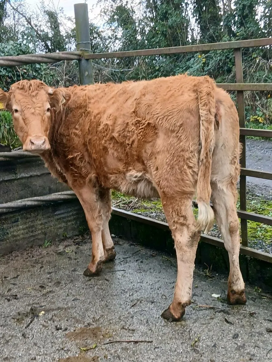 2 in calf heifers - Image 4