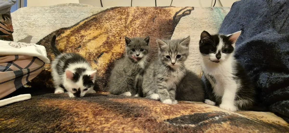 Kittens - Image 1