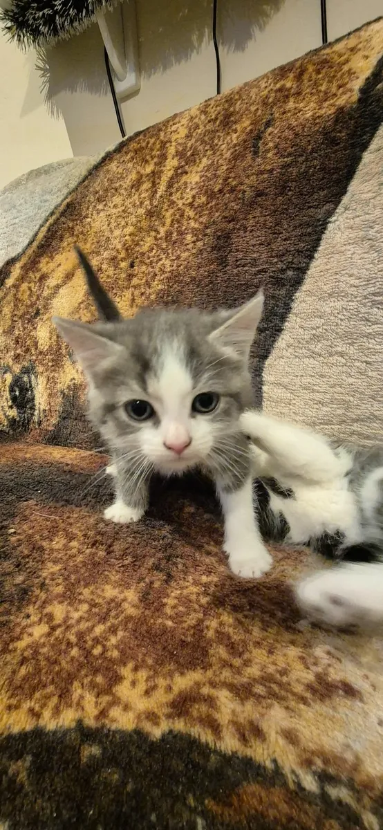 Kittens - Image 3