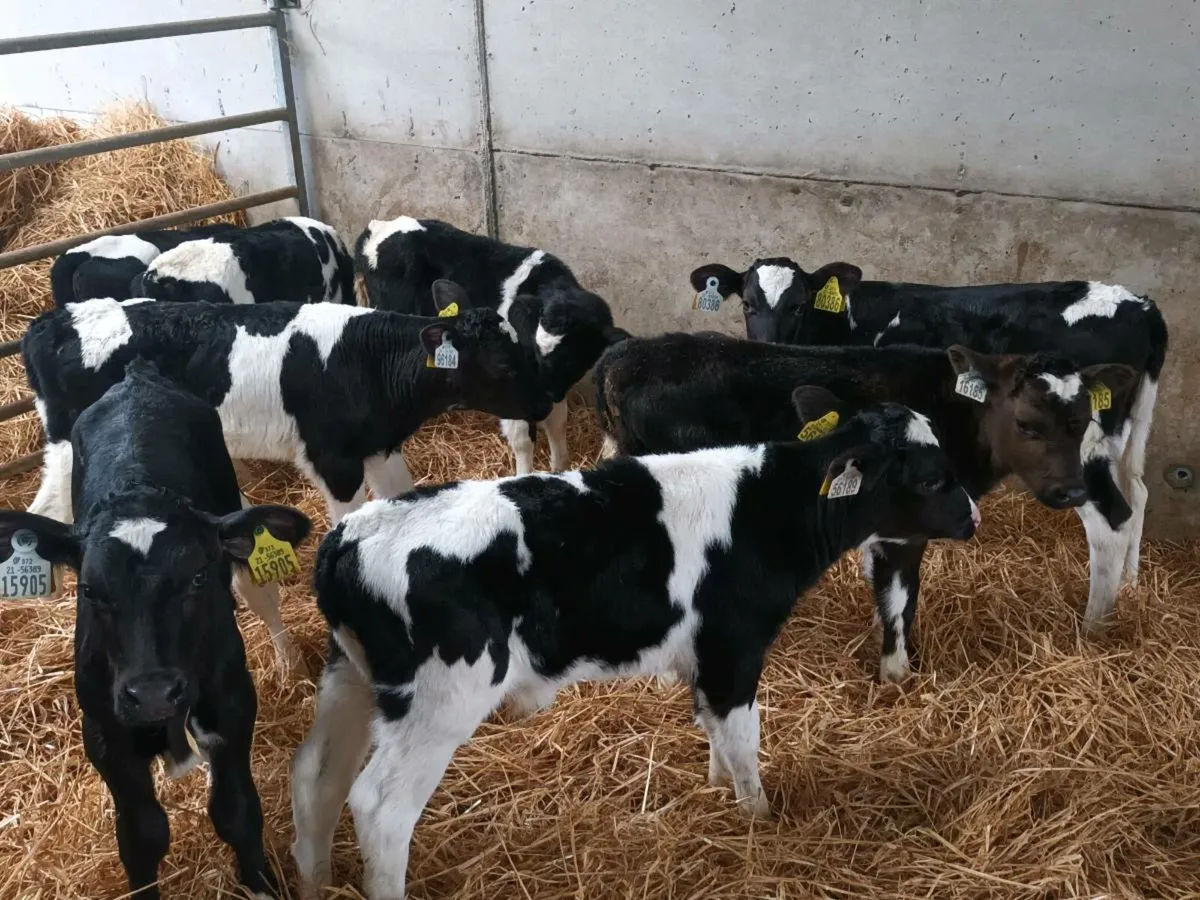 10 Friesen bull Calves for sale