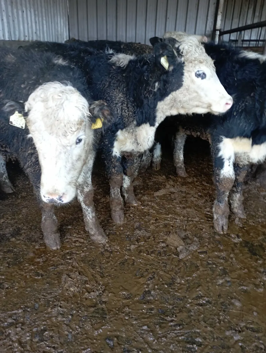 Heifers - Image 1