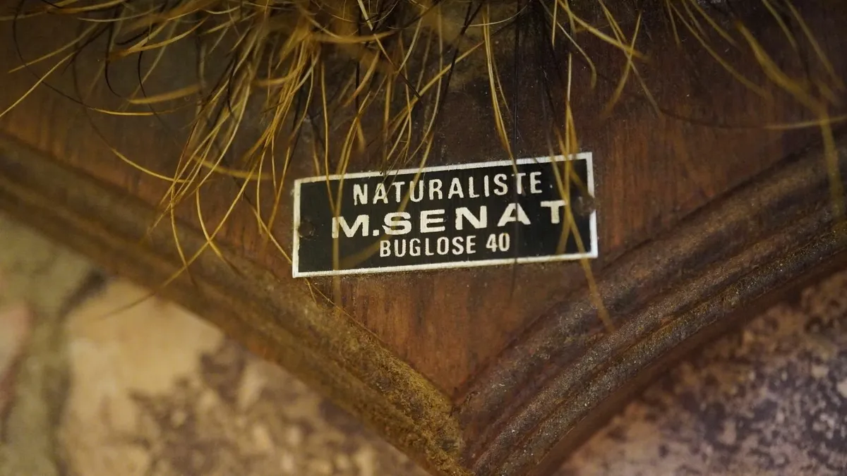 Boar Head Wall Mount - Image 3