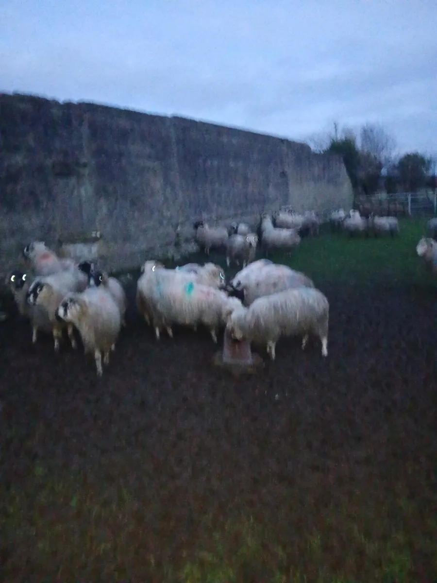 Strong Ram Lambs - Image 2