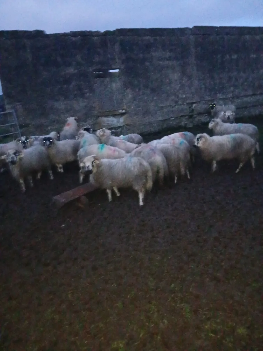 Strong Ram Lambs - Image 3