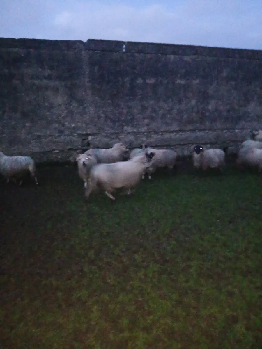 Strong Ram Lambs - Image 4