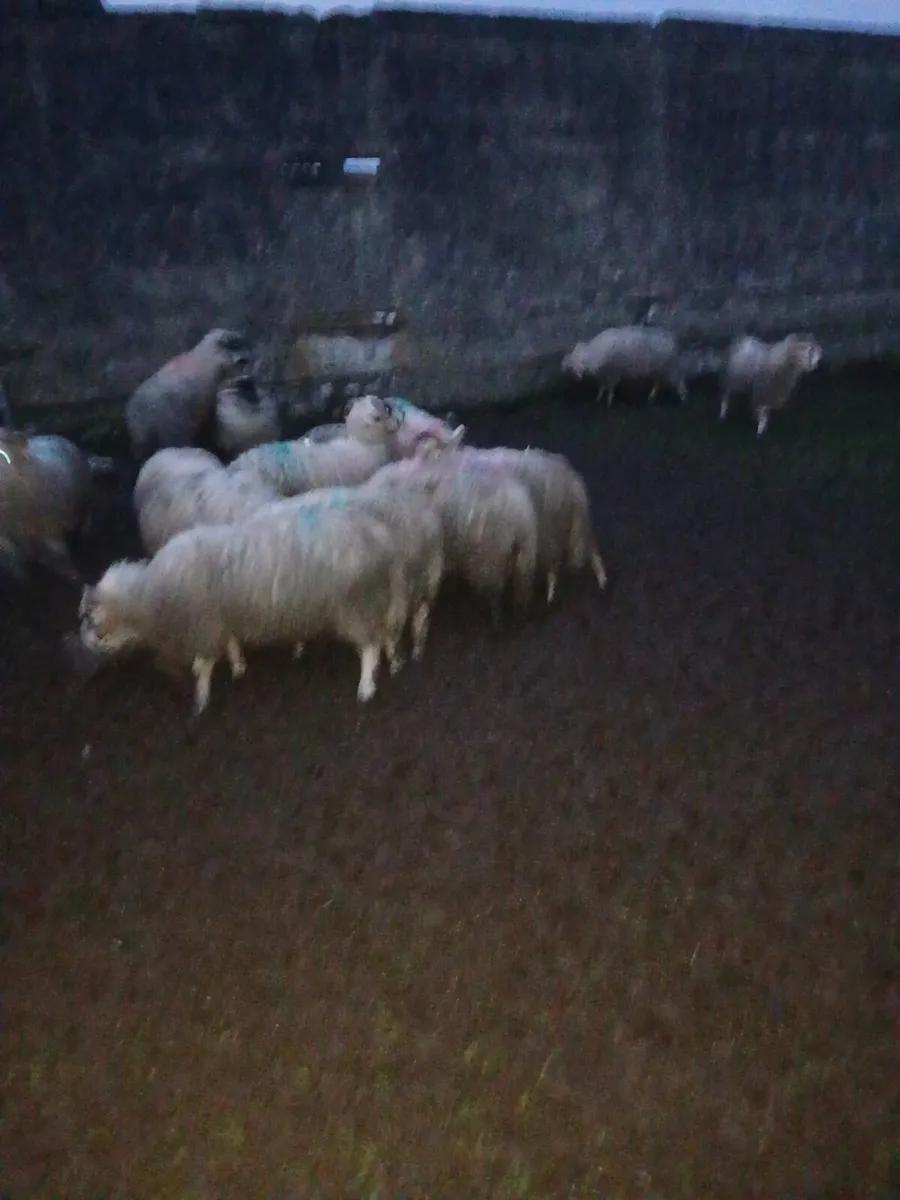 Strong Ram Lambs - Image 1
