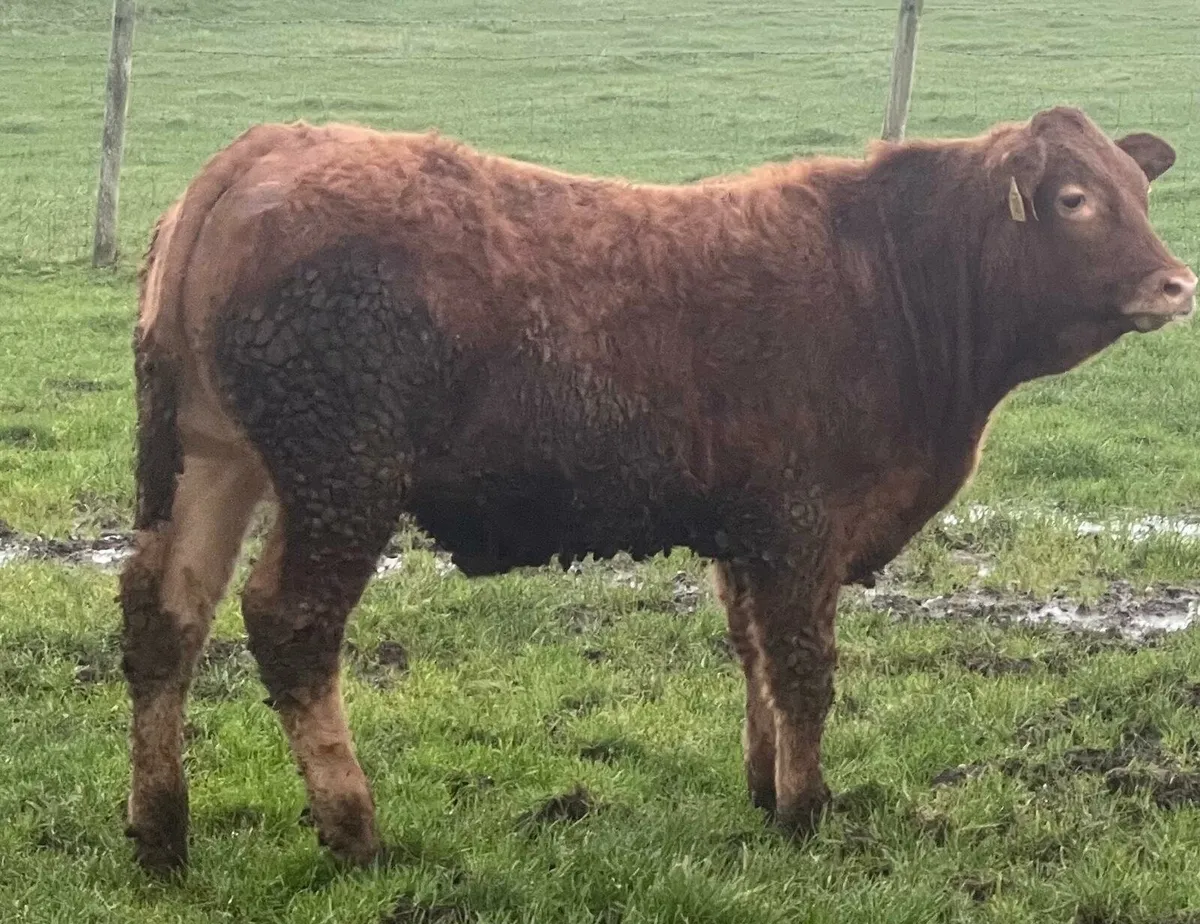 5 star Limousin Bulls - Image 2