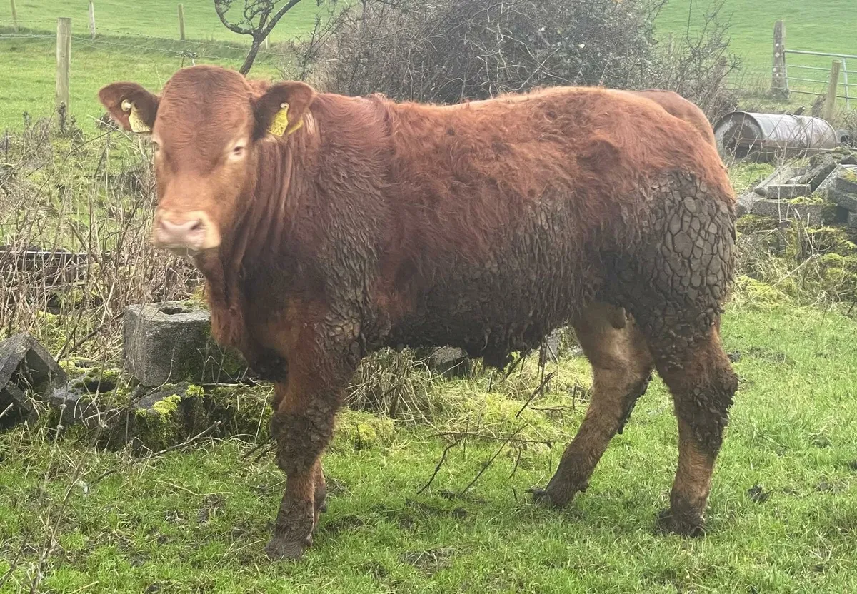 5 star Limousin Bulls - Image 1
