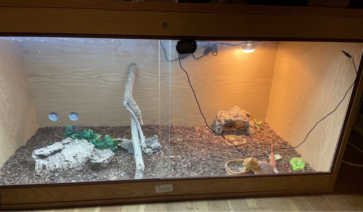 Bearded Dragon Lizard - Image 1