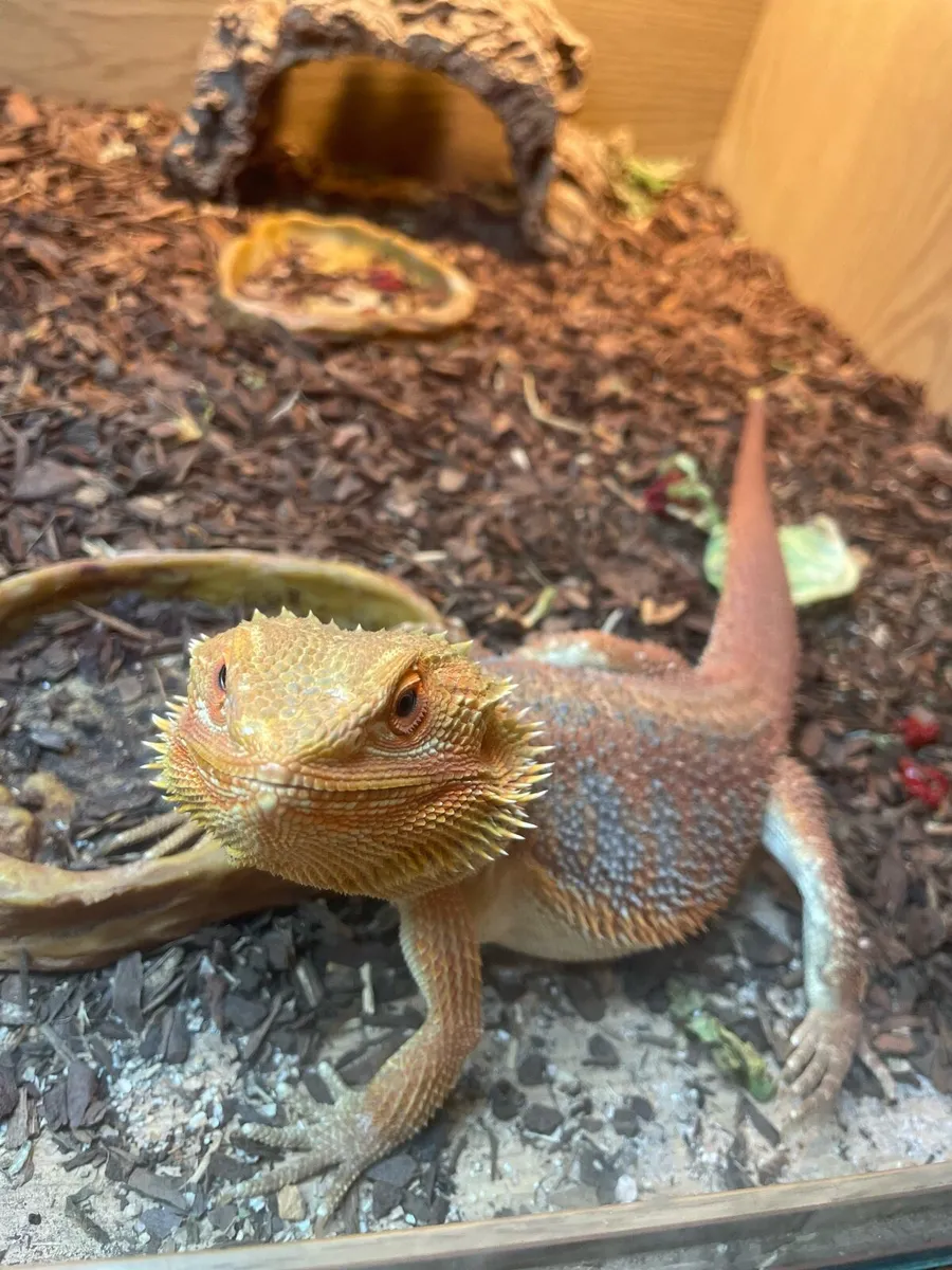 Bearded Dragon Lizard - Image 2