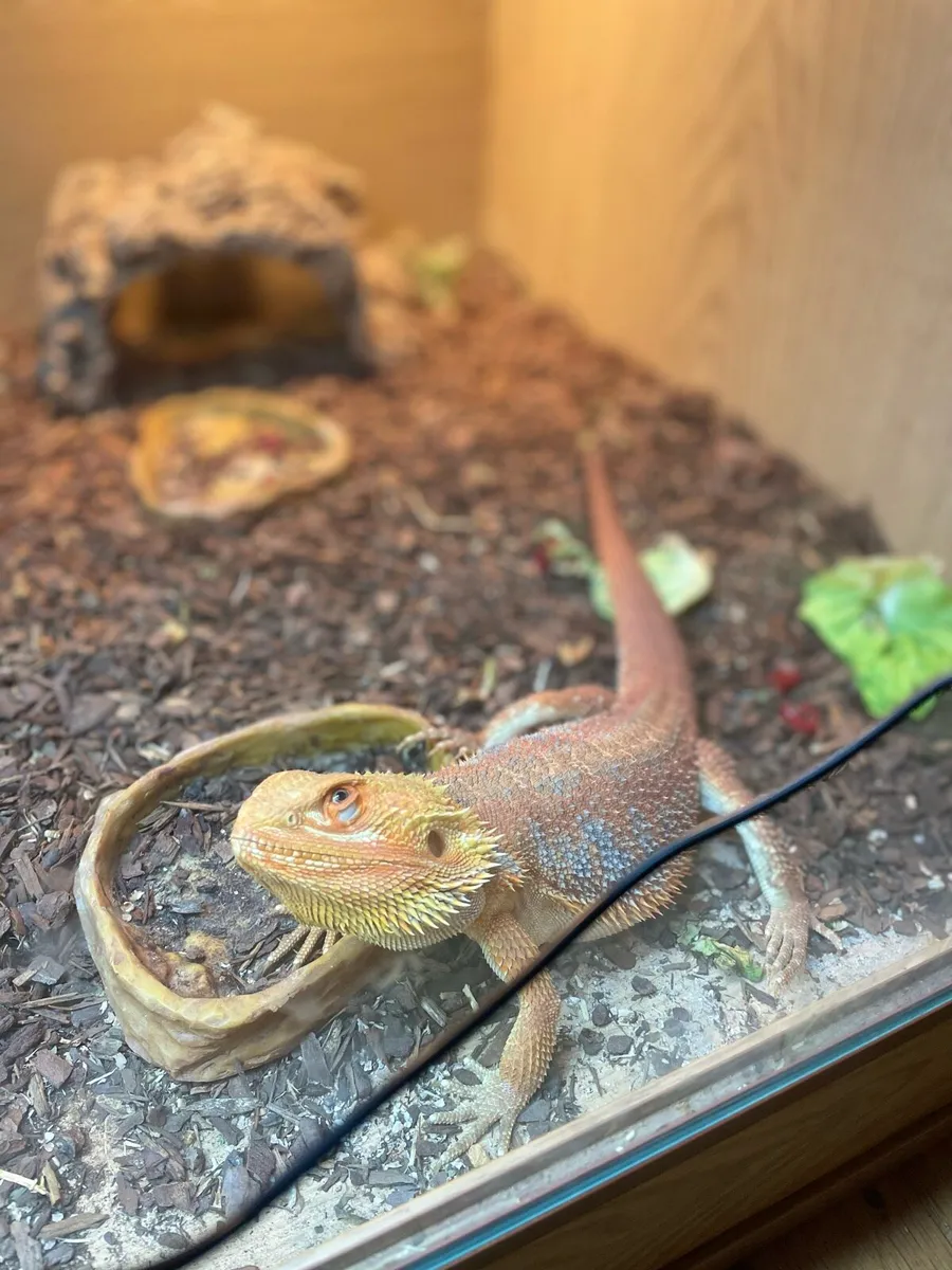 Bearded Dragon Lizard - Image 4