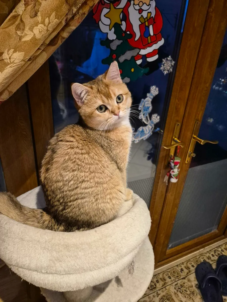 Short-hair Golden British kitten - Image 1