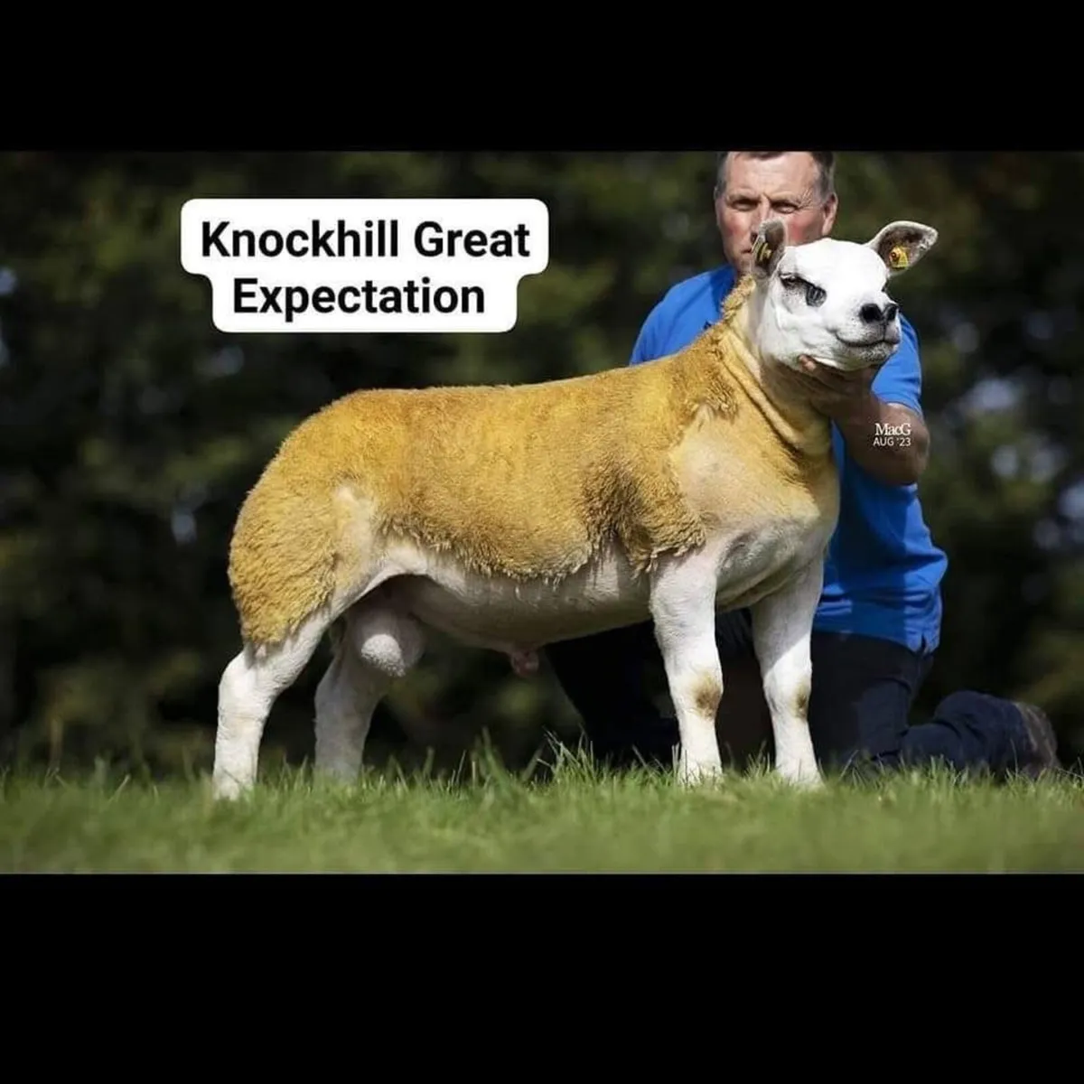 Pedigree Texel Inlamb Ewe. - Image 2