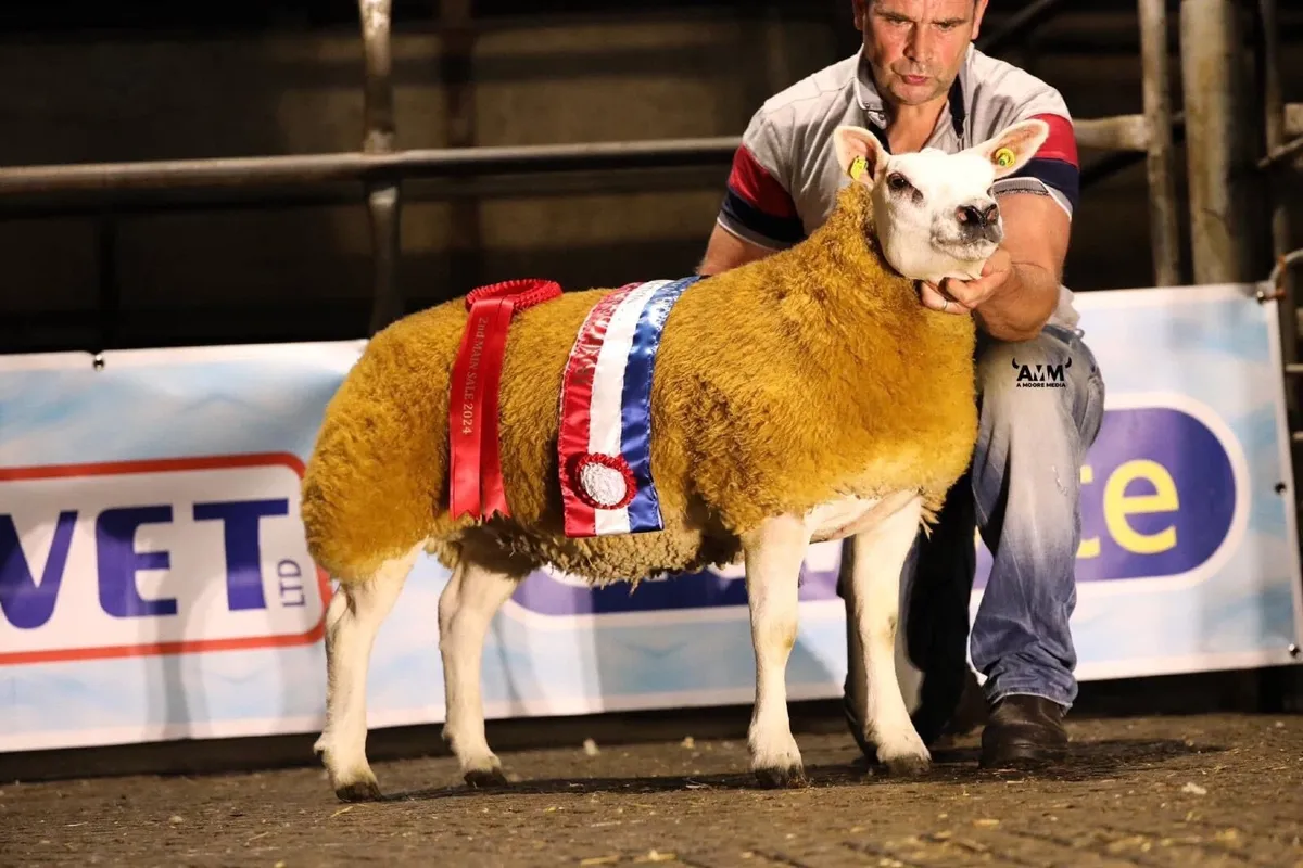 Pedigree Texel Inlamb Ewe. - Image 3