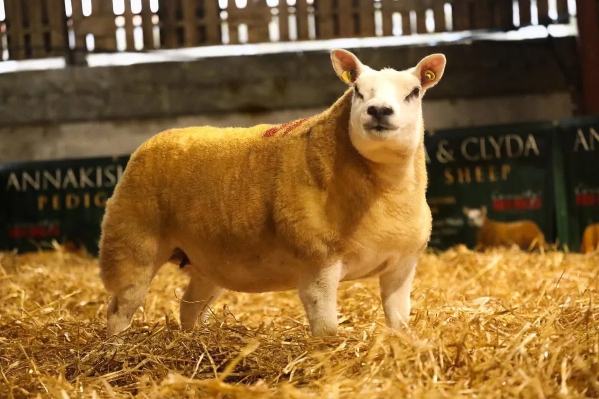 Pedigree Texel Inlamb Ewe. - Image 4