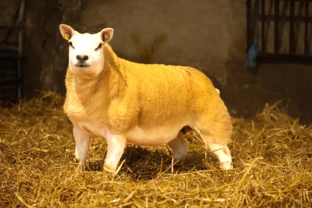 Pedigree Texel Inlamb Ewe. - Image 1