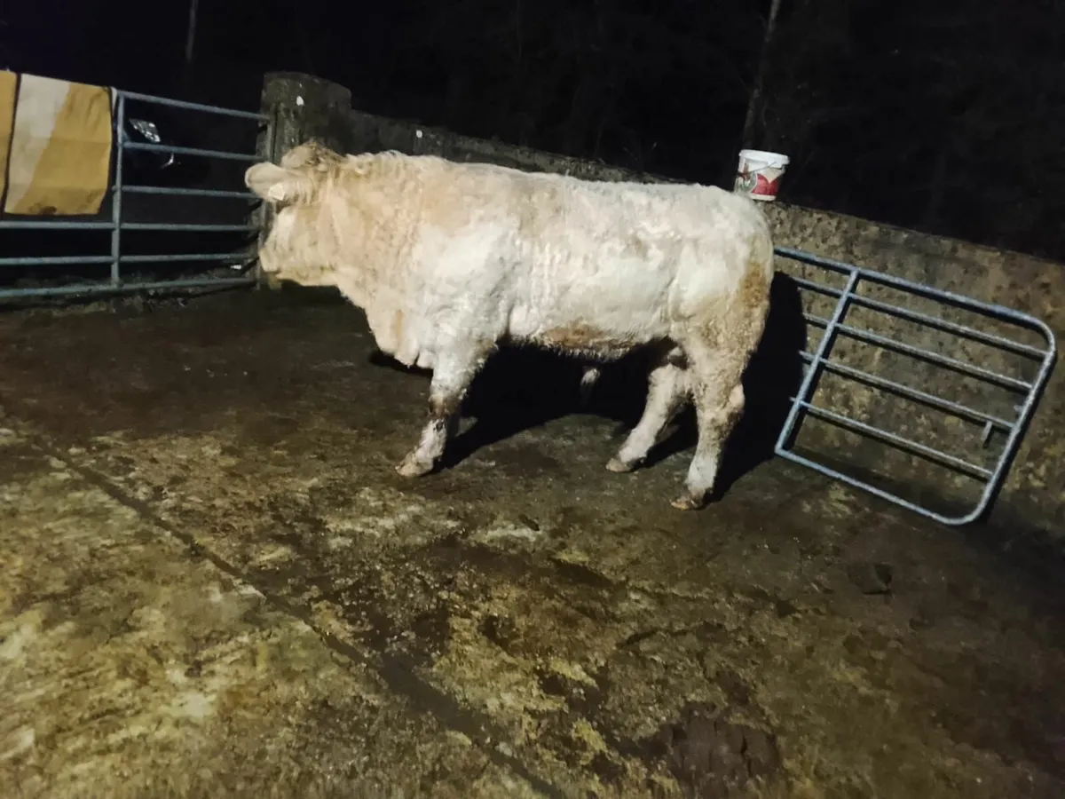 Charolais Bull - Image 1