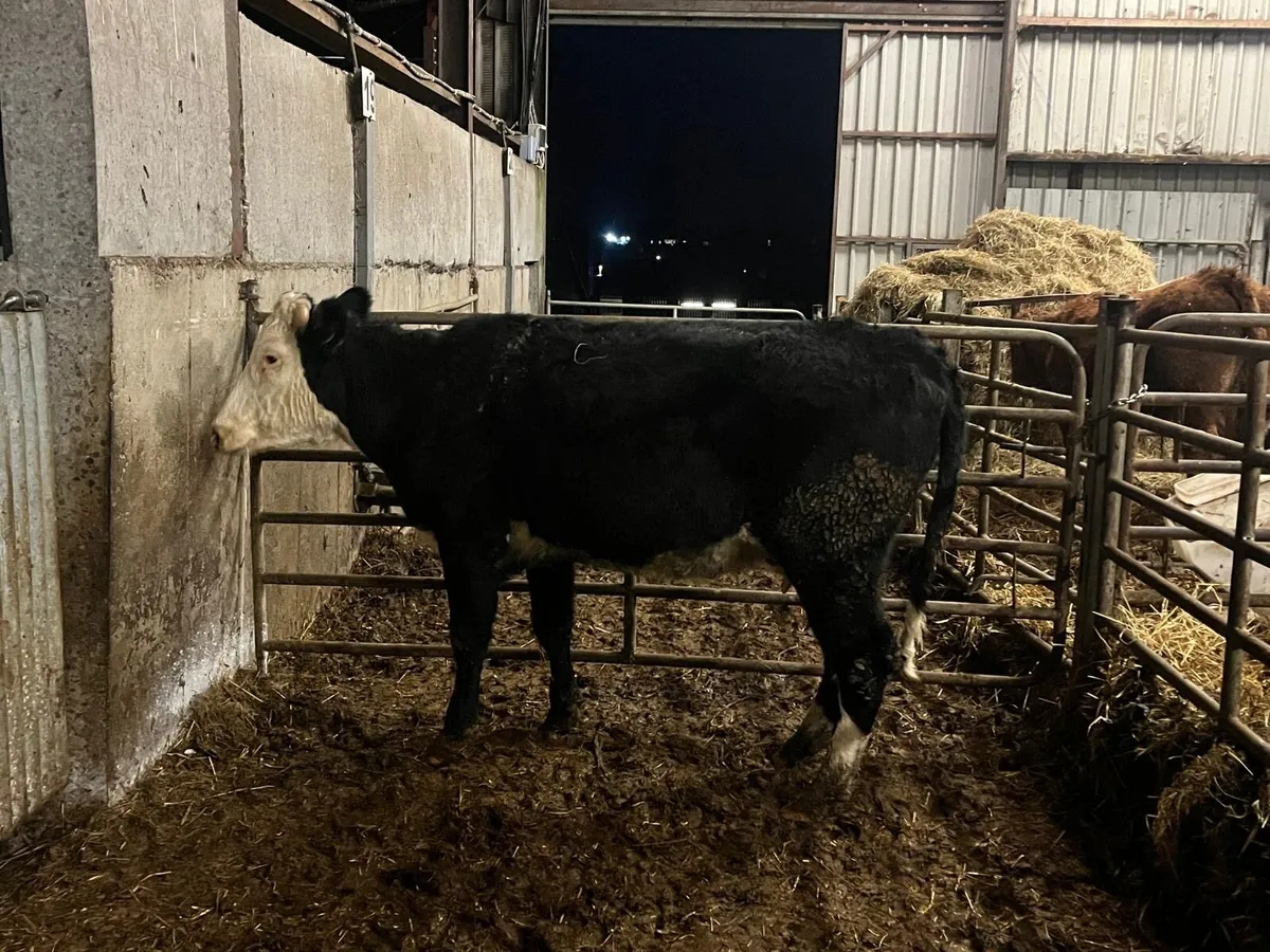 Second calver Hereford springer - Image 1