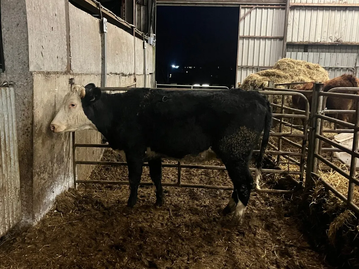 Second calver Hereford springer - Image 2