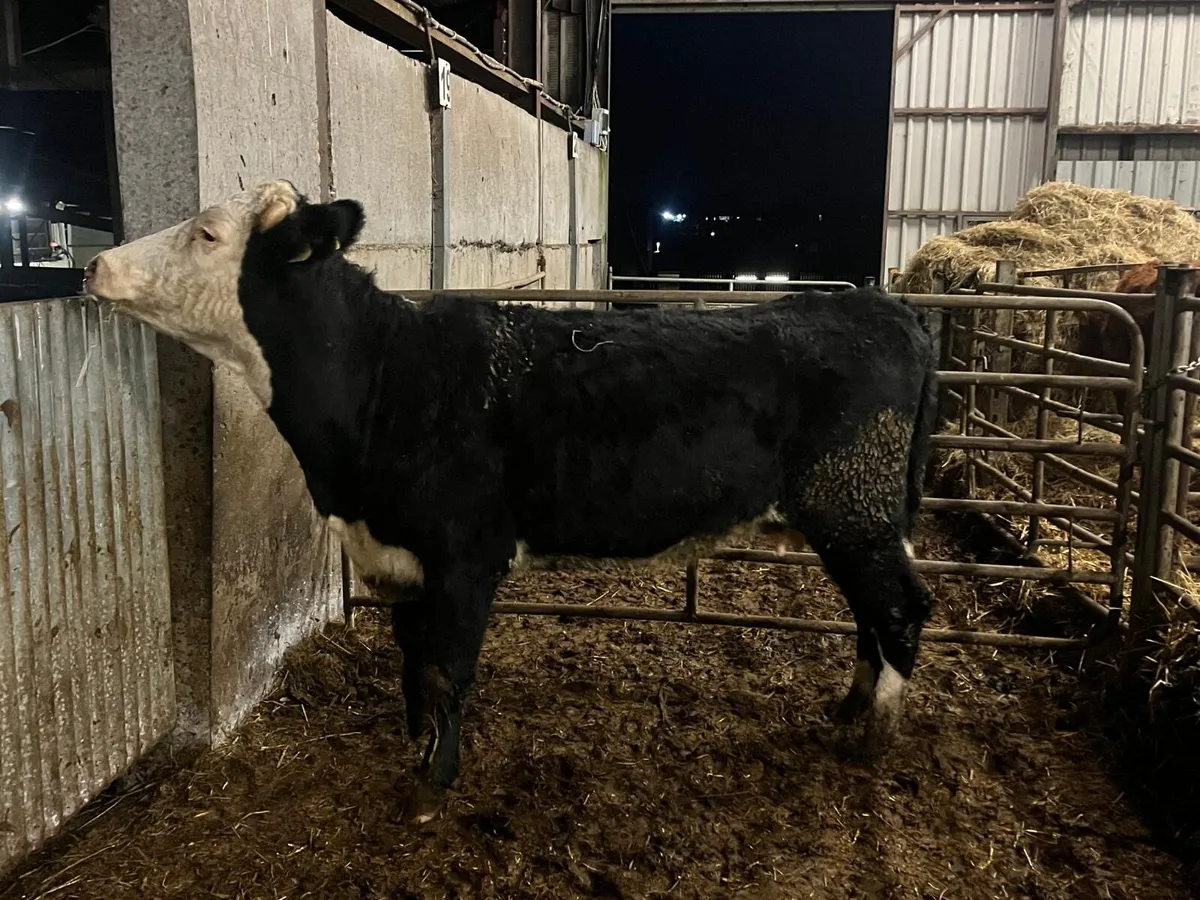 Second calver Hereford springer - Image 3