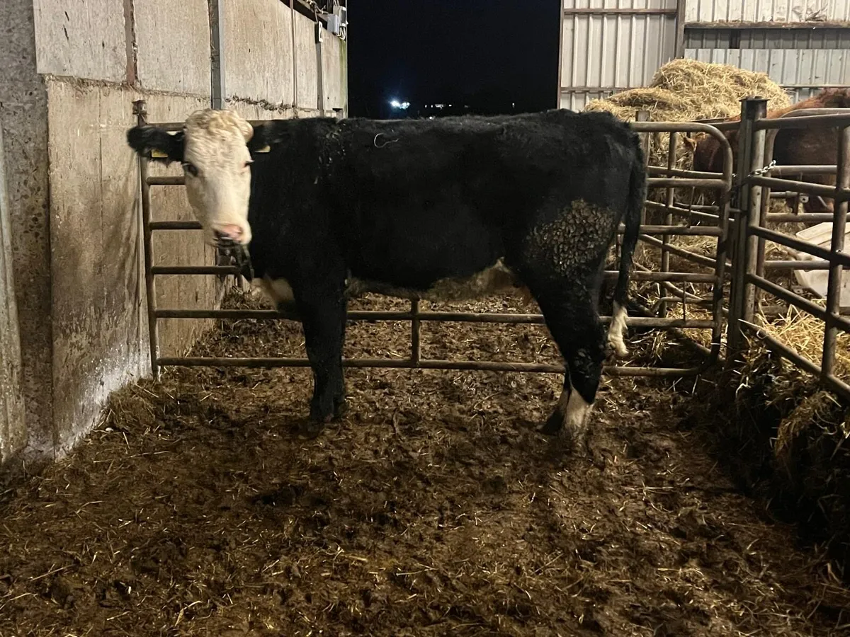 Second calver Hereford springer - Image 4