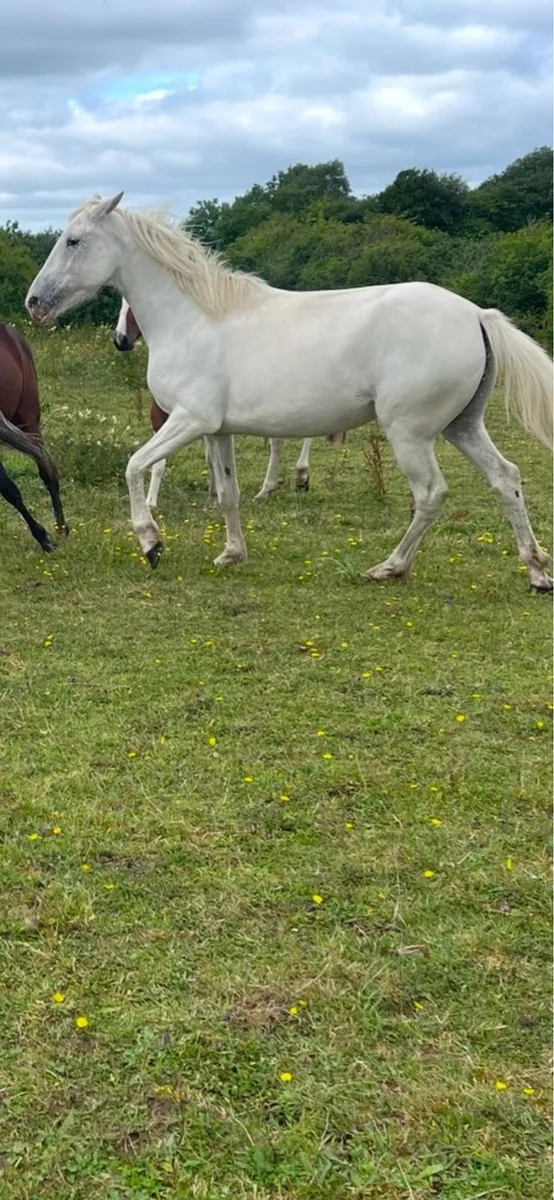 15hh Appaloosa mare - Image 2