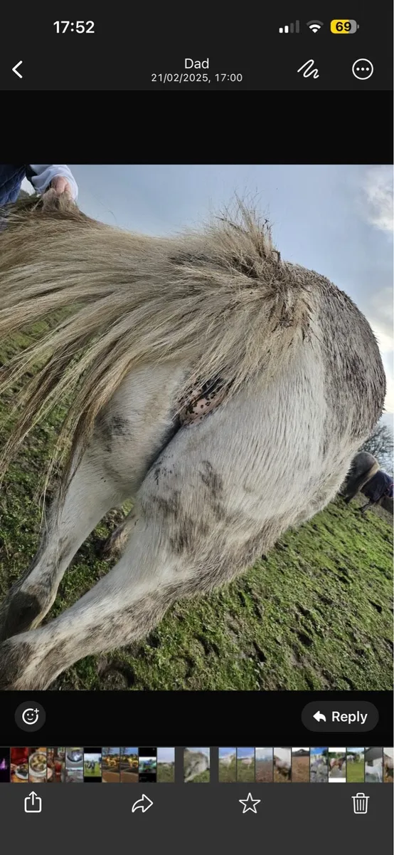 15hh Appaloosa mare - Image 3