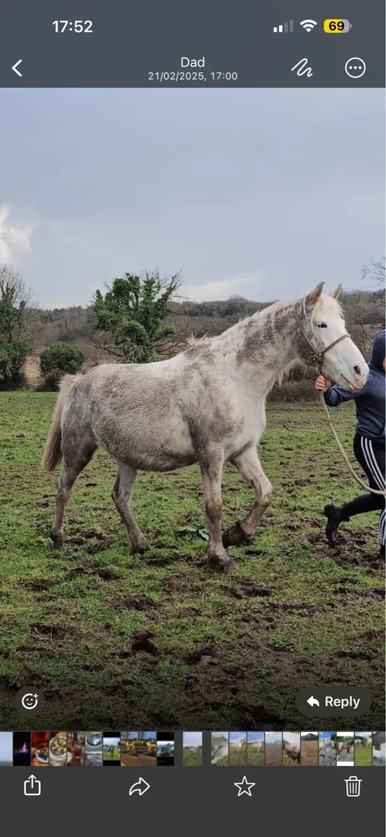 15hh Appaloosa mare - Image 4